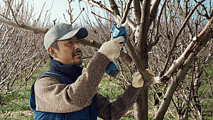 BOSCH akumulatorske škarje za obrezovanje Pro Pruner