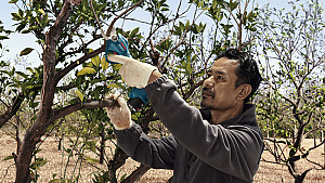 BOSCH akumulatorske škarje za obrezovanje Pro Pruner